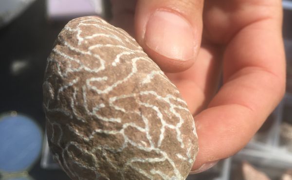 GeoOstsee: Fossilien für Kids (Wohlenberger Wiek)